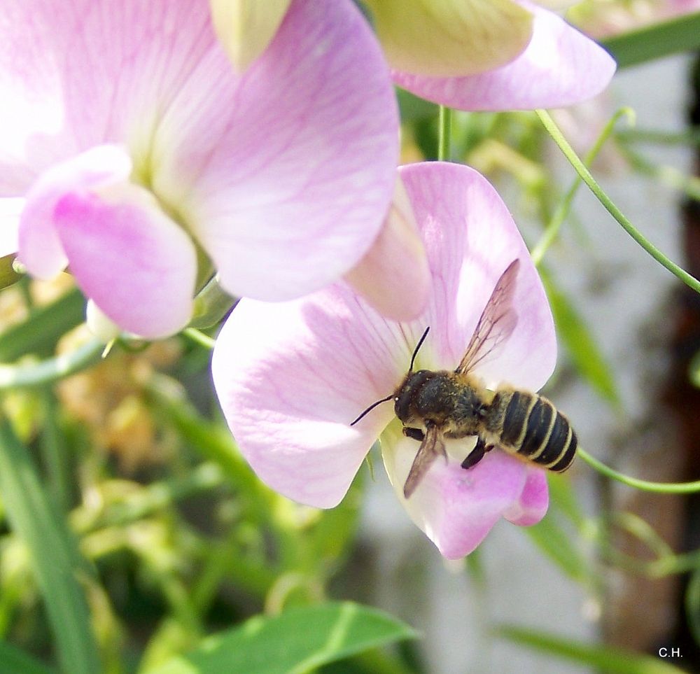 Fleisige Insekten