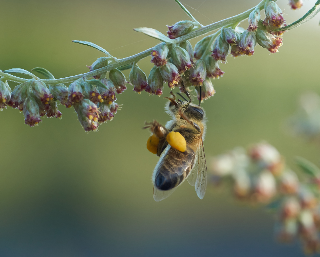 Fleisiges Bienchen...