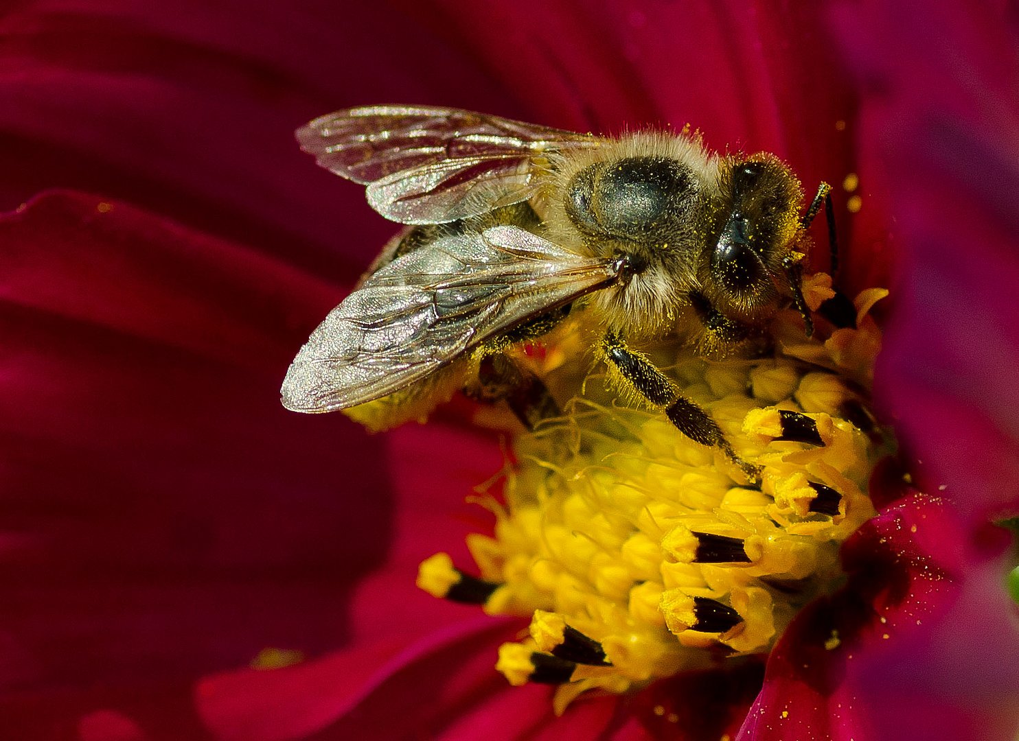 Fleisiges Bienchen