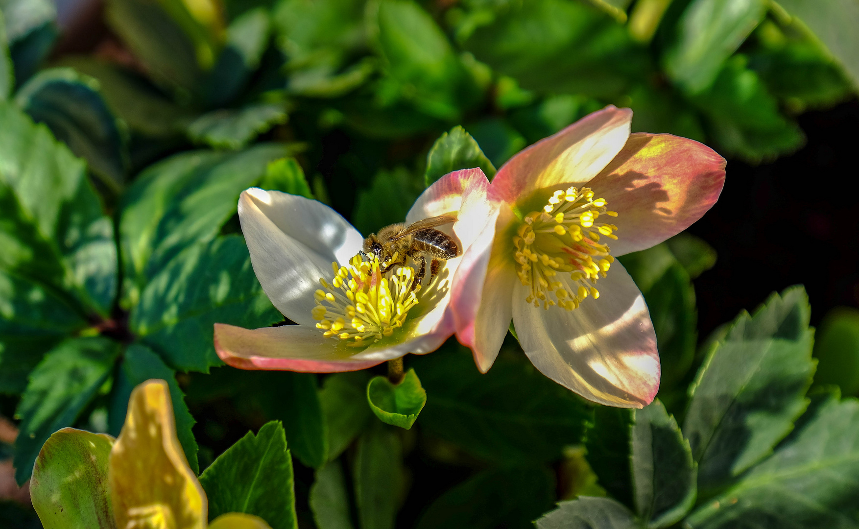 fleisiges Bienchen