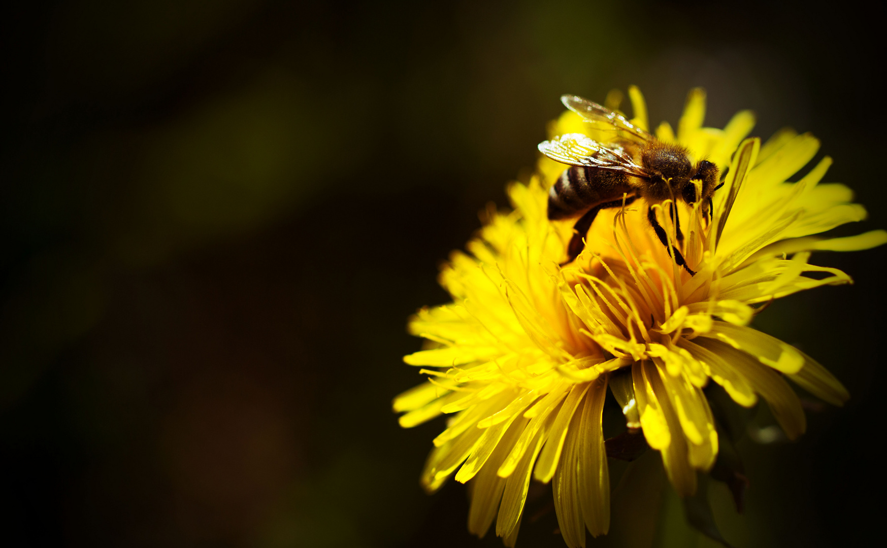 Fleisiges Bienchen