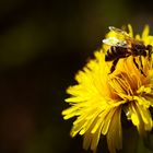 Fleisiges Bienchen