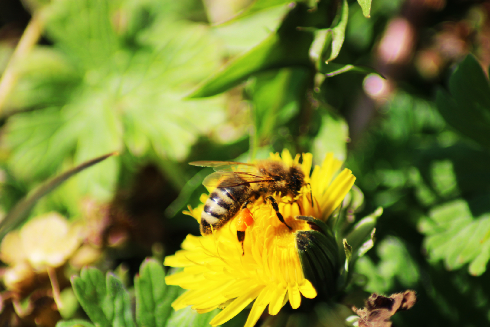 Fleisiges Bienchen 