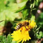 Fleisiges Bienchen 