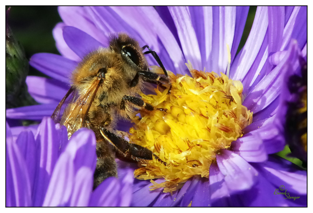 Fleisiges Bienchen...