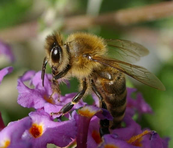 Fleisiges Bienchen