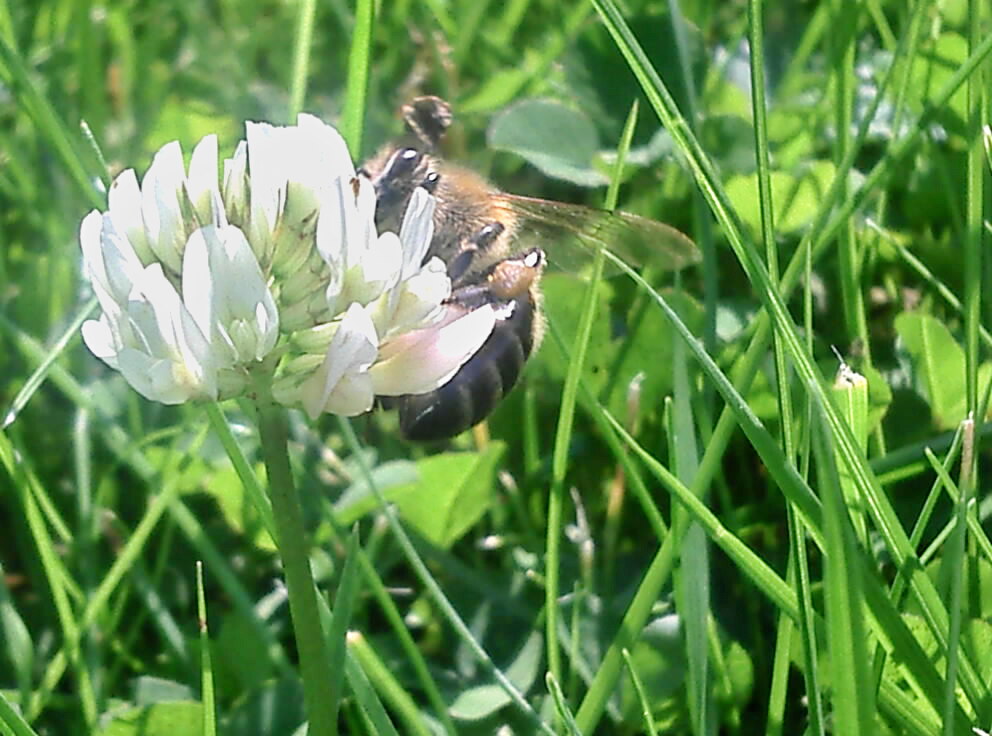 fleisiges Bienchen!