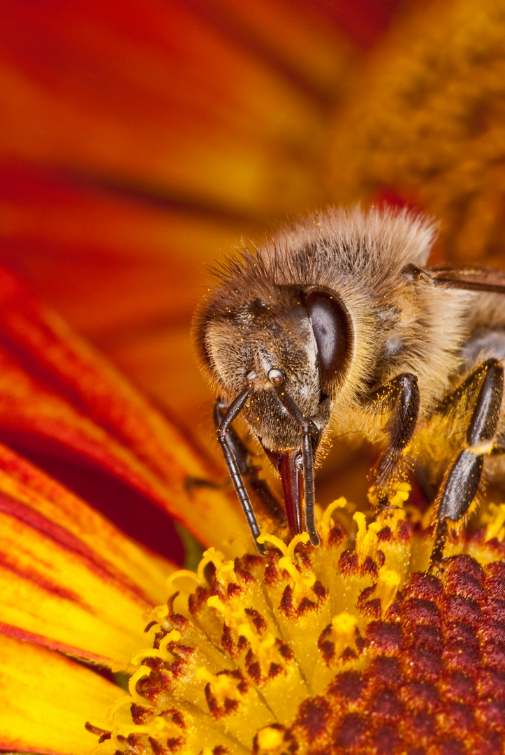 fleisiges Bienchen