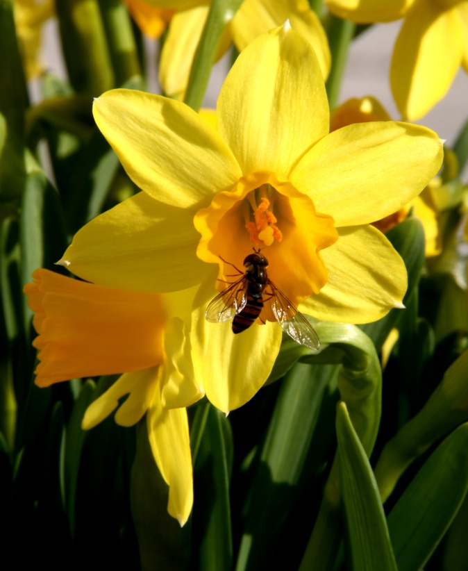 Fleisiges Bienchen