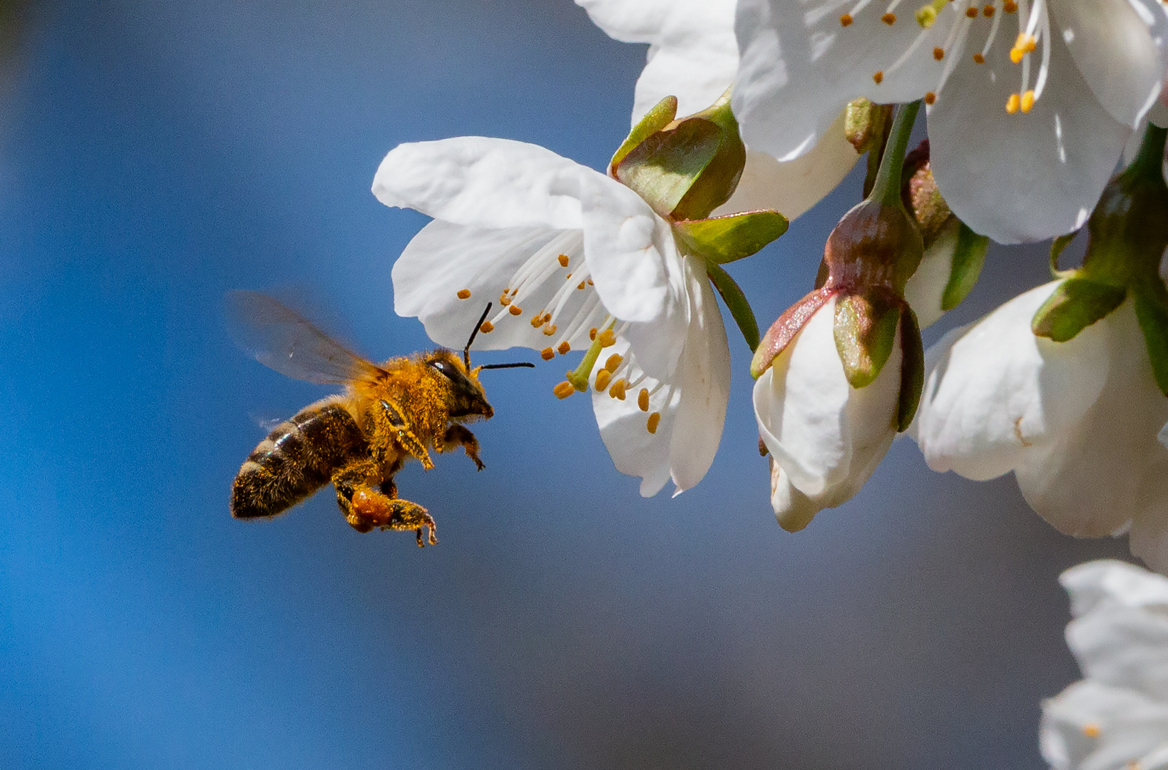 Fleiß Bienchen