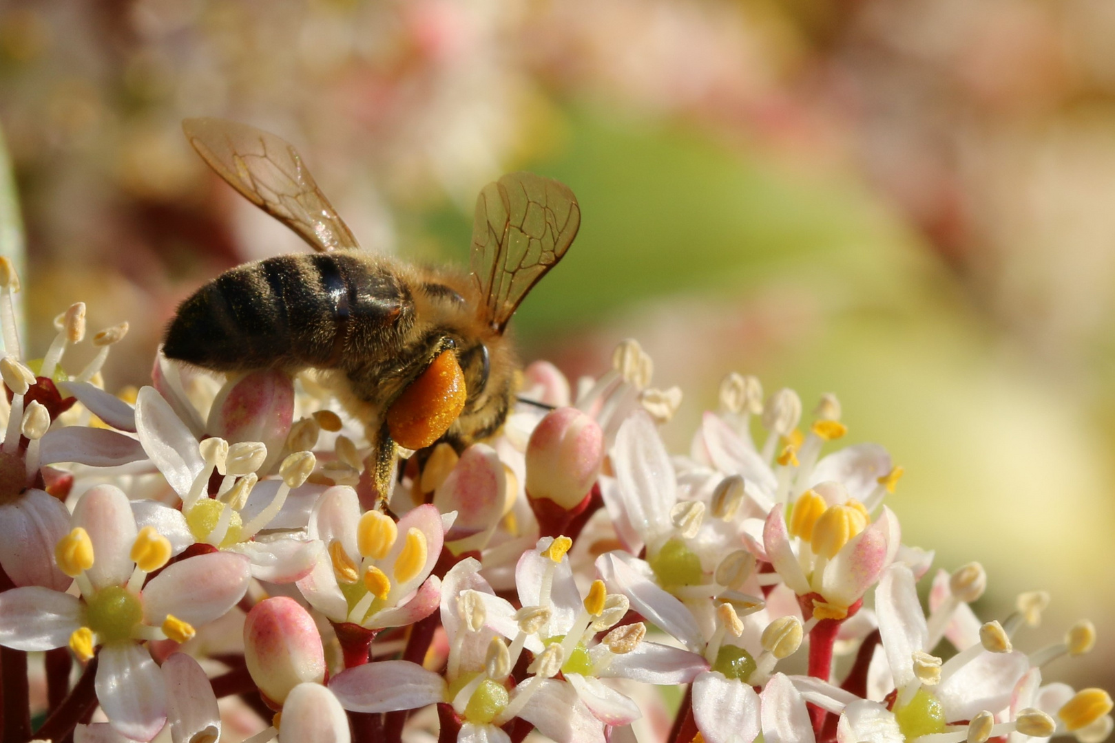 Fleißbienchen