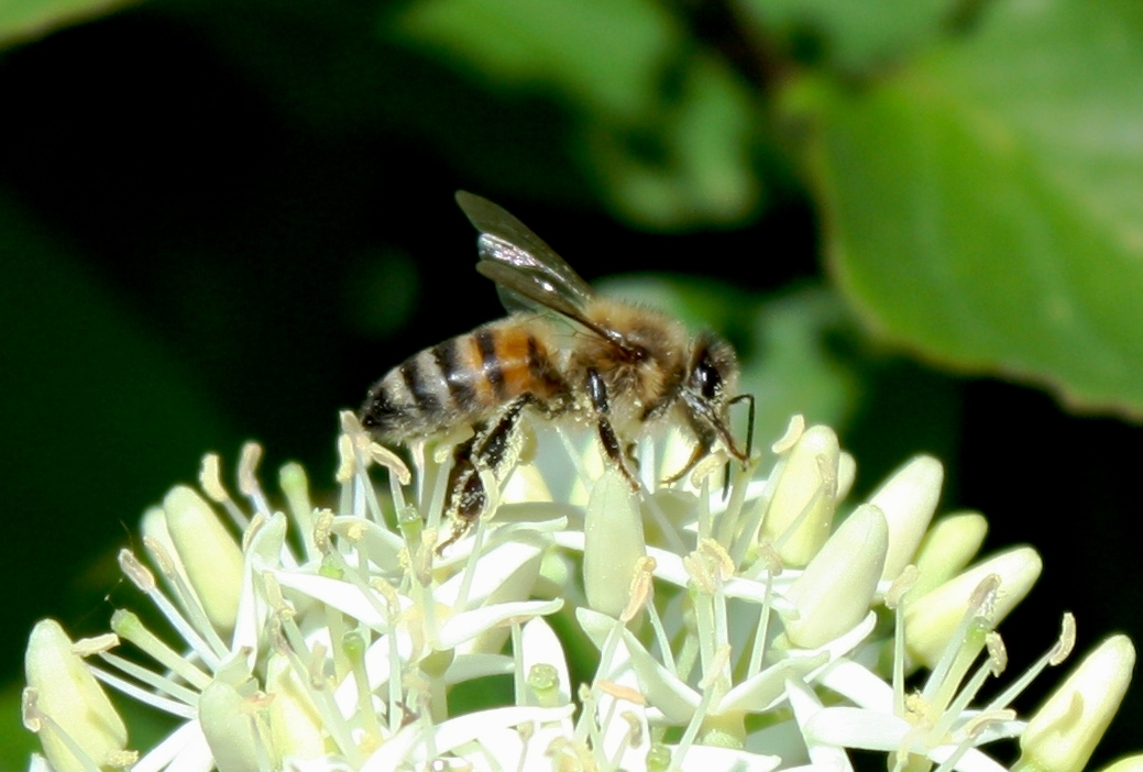 fleißges Bienchen