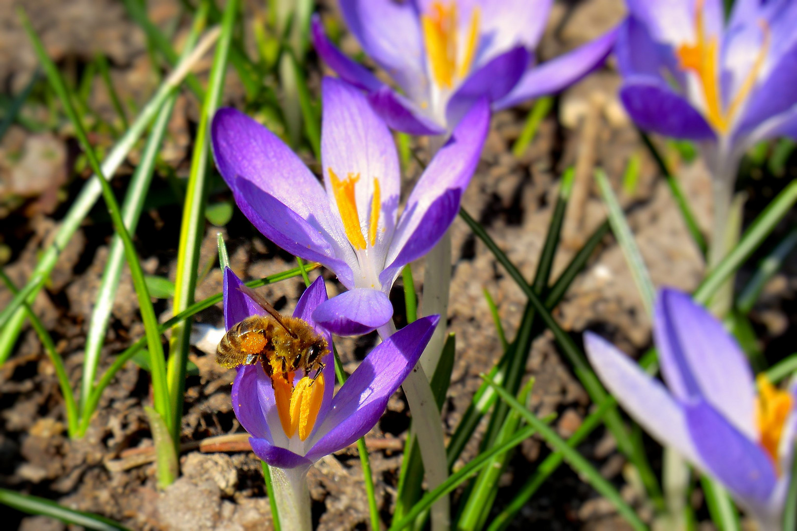 fleißges Bienchen