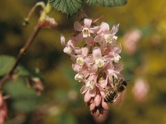 Fleißieges Bienchen