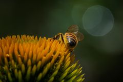 Fleißig