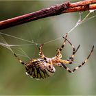 fleissig am Spinnen