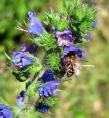 fleißig an blauer Blüte