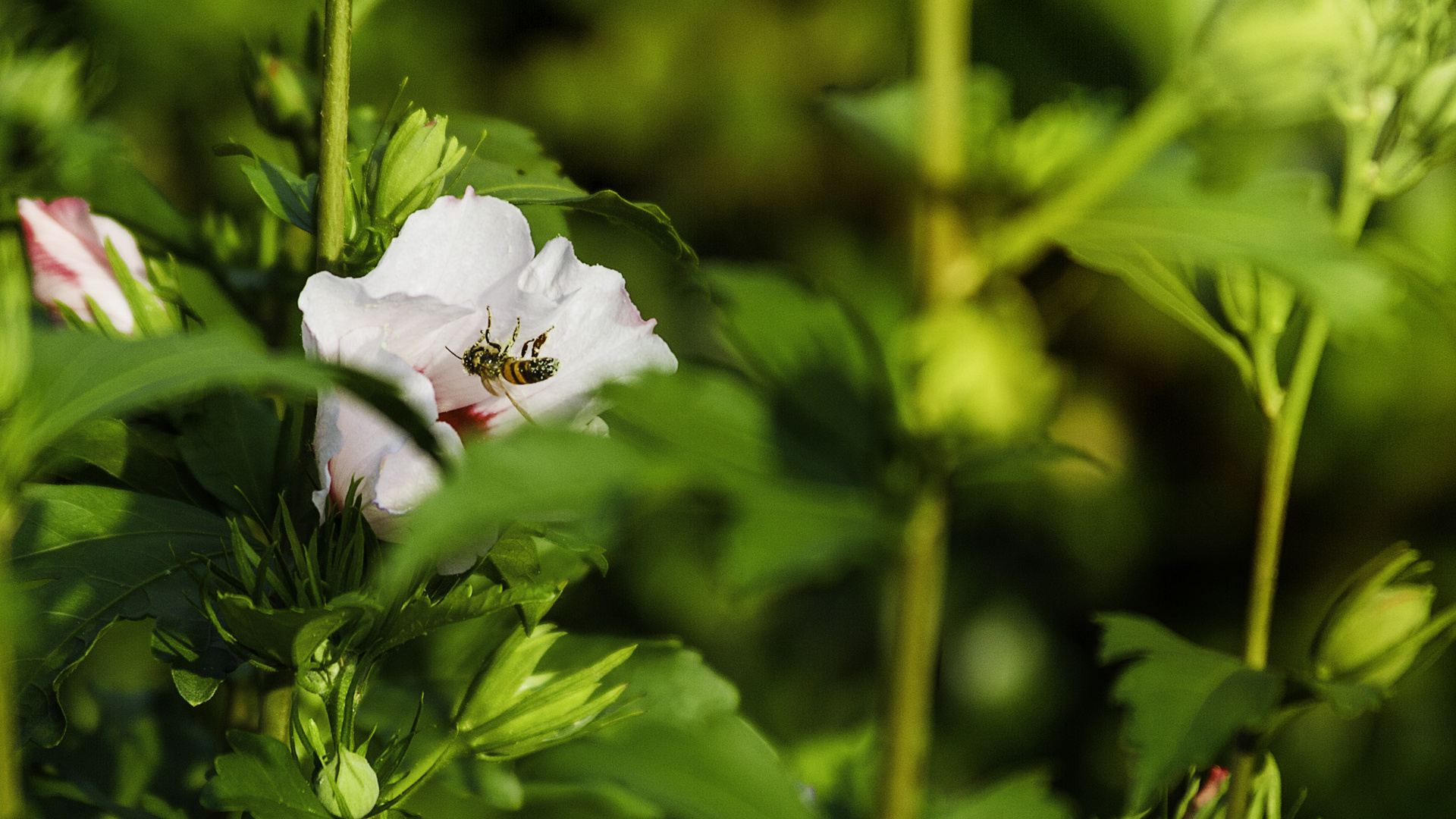 Fleißig an der einzigsten Blüte