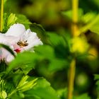 Fleißig an der einzigsten Blüte