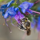 Fleißig bei der Arbeit