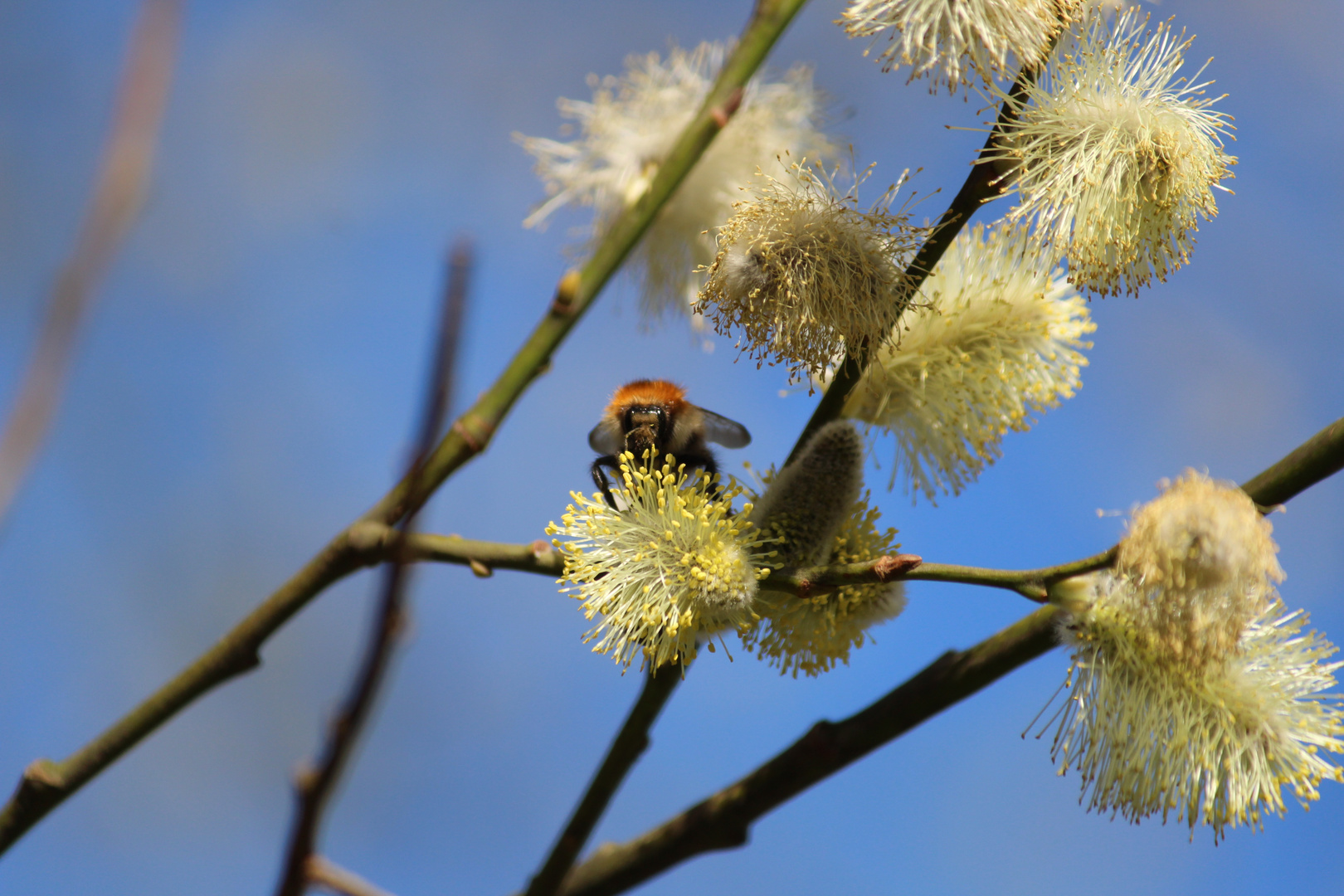 Fleissig bei der Arbeit.