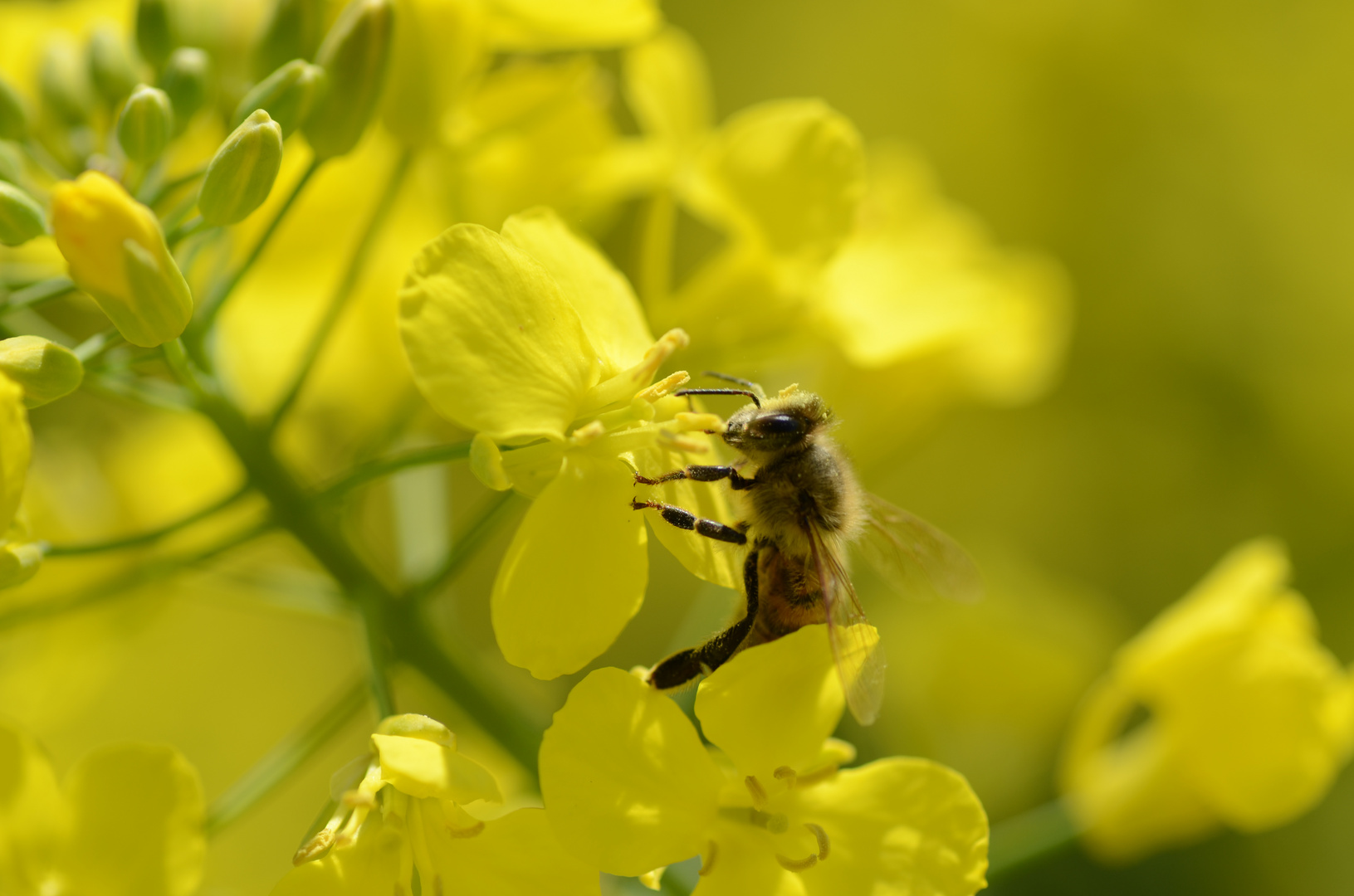 fleißig Bienchen im Paps