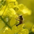 fleißig Bienchen im Paps