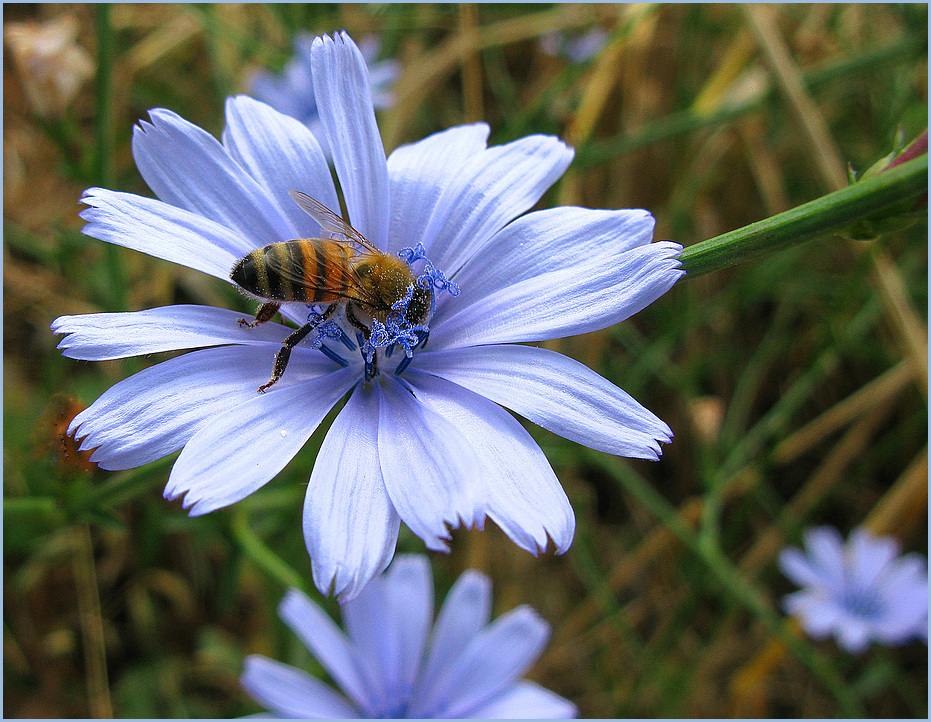 Fleißig ....das Bienchen !