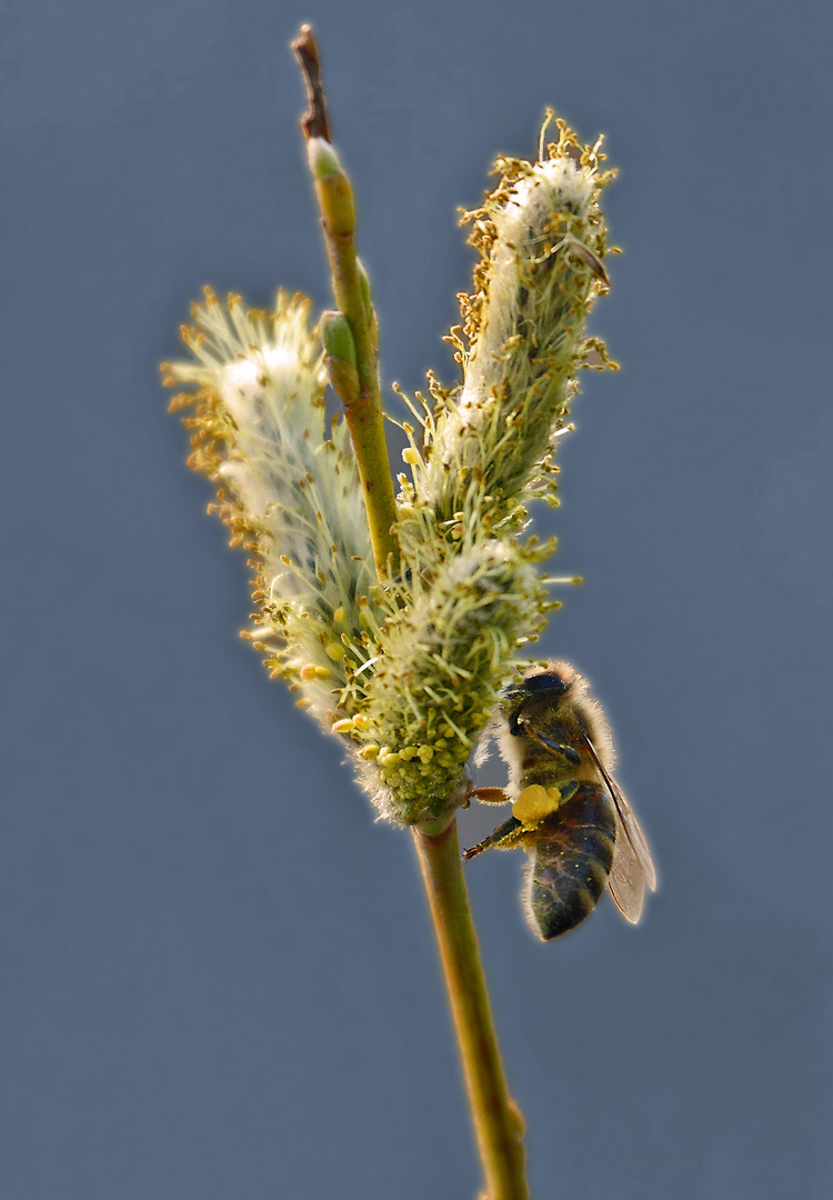 Fleißig ..... die Bienchen