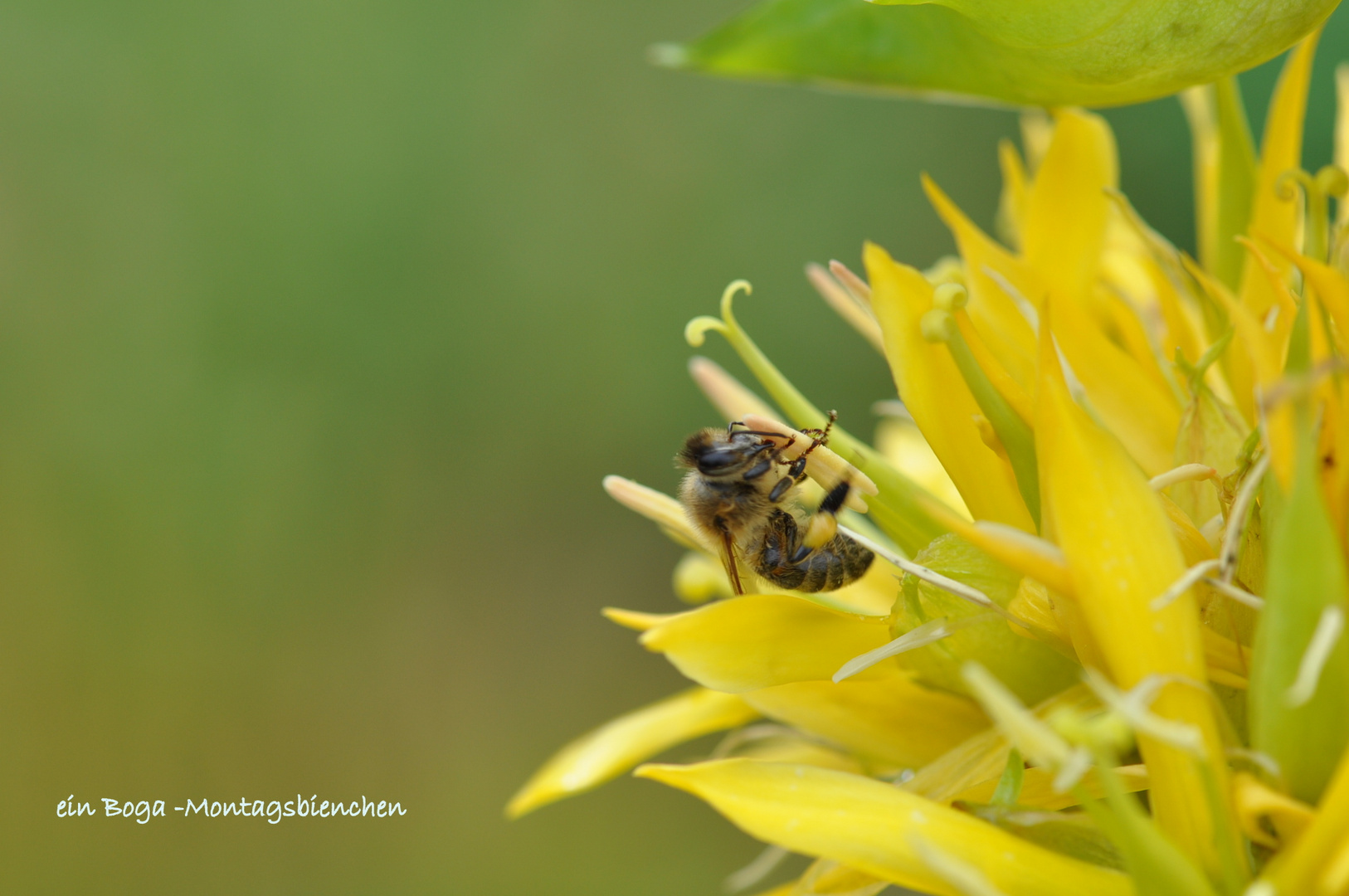 Fleissig Fangt Die Woche An Foto Bild Landschaft Garten