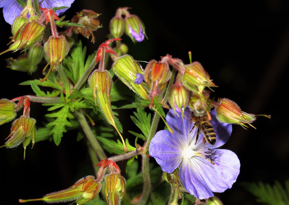 "fleißig ..... fleißig, die Bienchen"