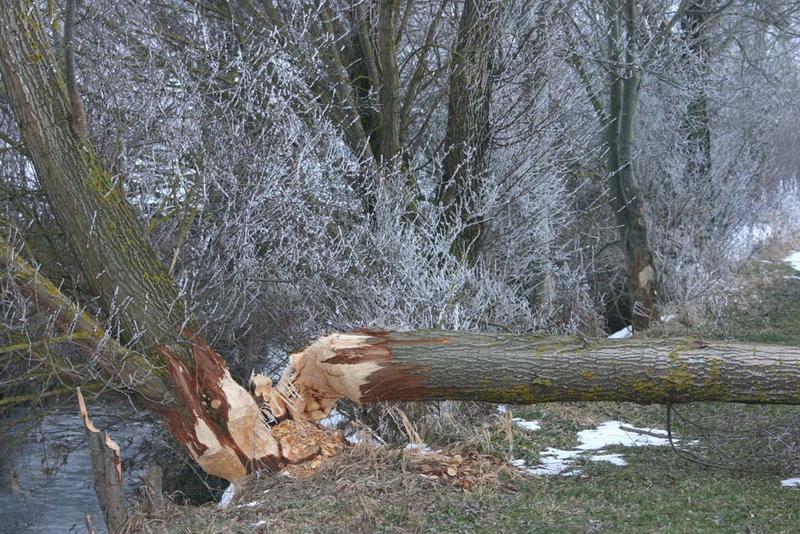 Fleißig, fleißig, Herr Biber