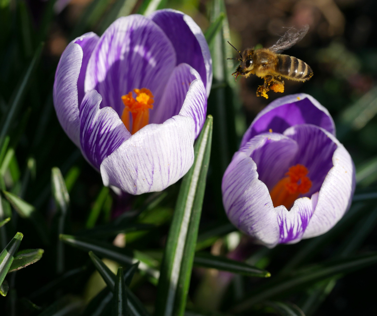 Fleißig im Frühling