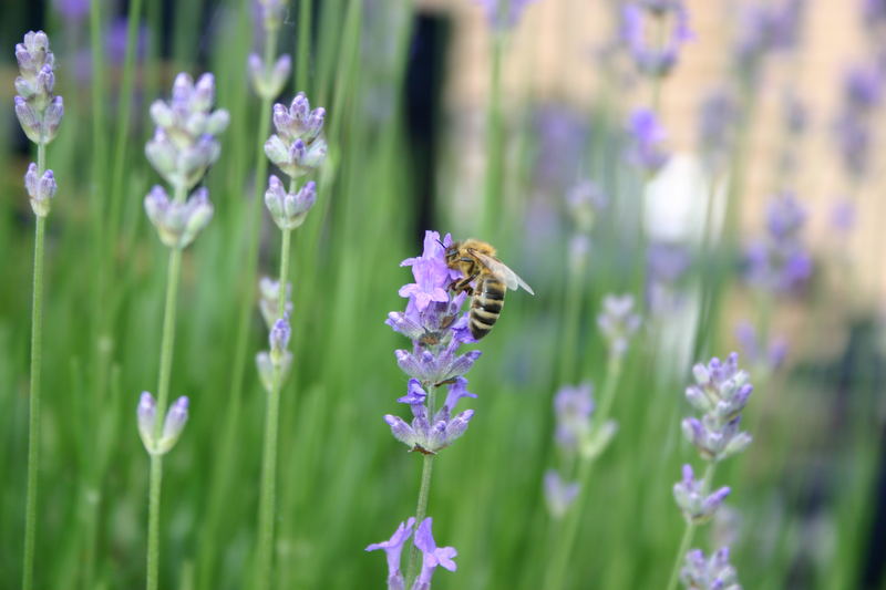 Fleißig im Lavendel