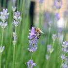 Fleißig im Lavendel