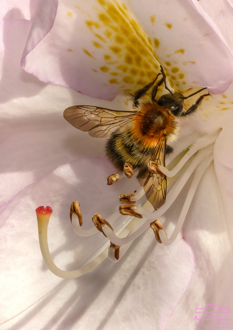 fleissig ..... in der Rhododendronblüte