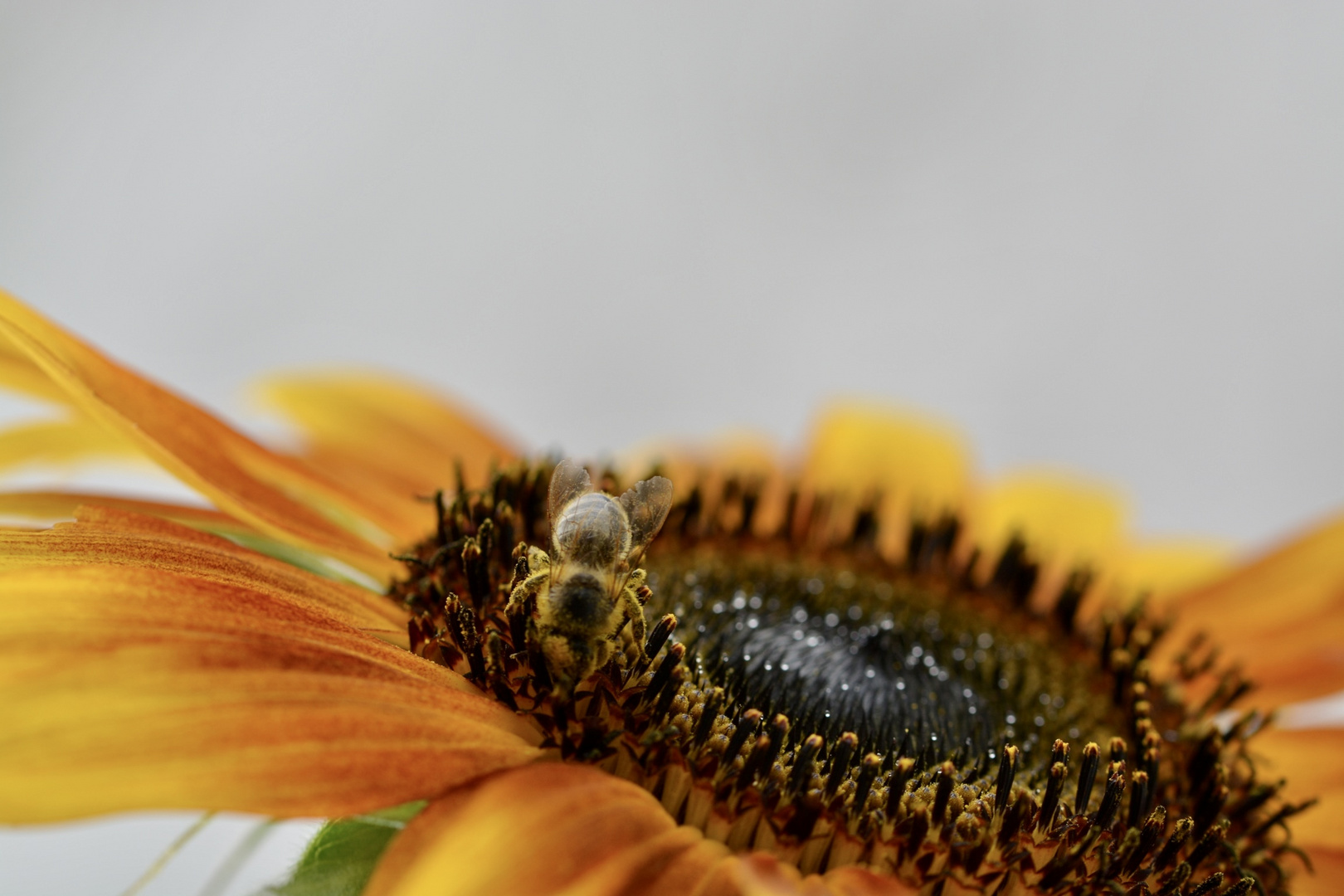 Fleißig ist die Biene am Mittwochsblümchen dran