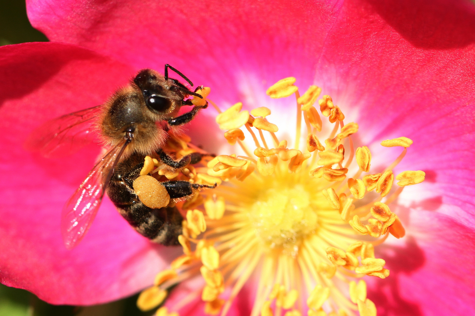 Fleißig sammelt die Biene den Blütenstaub