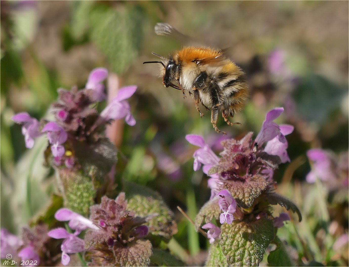 Fleissig sauste die Hummel ...