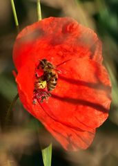 "FLEISSIG SCHON AM MORGEN"