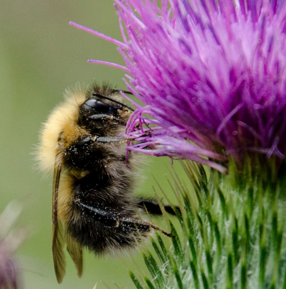 Fleissig wie die Biene