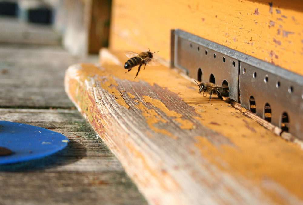 Fleißig wie die Bienen