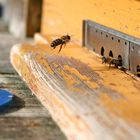 Fleißig wie die Bienen