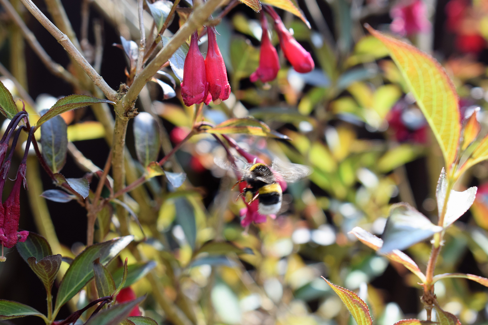 Fleißig wie die Bienen