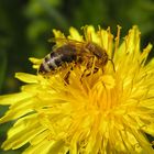 Fleißig wie die Bienen...