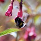 Fleißig wie die Bienen