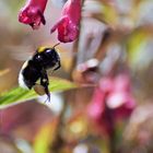 Fleißig wie die Bienen