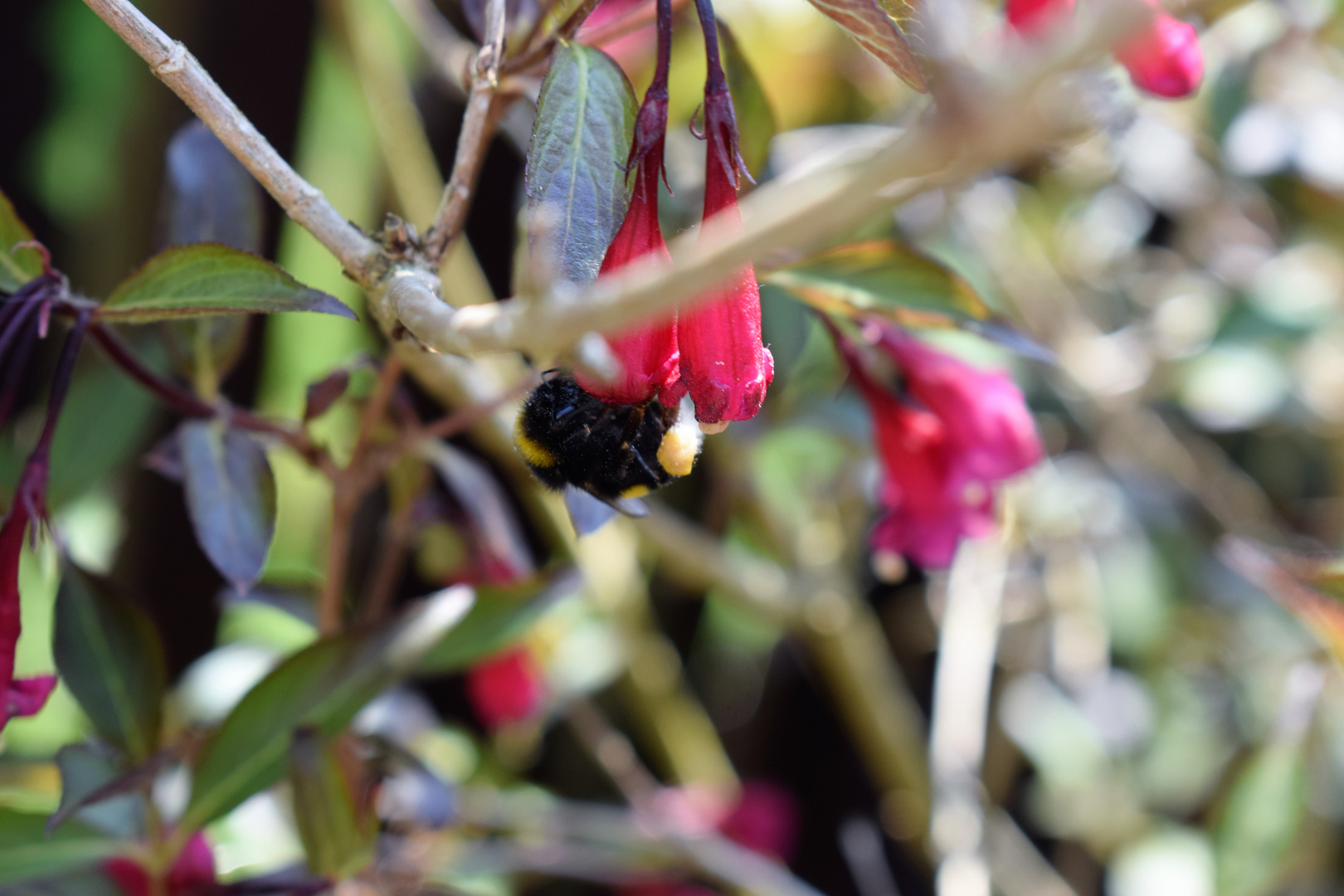 Fleißig wie die Bienen