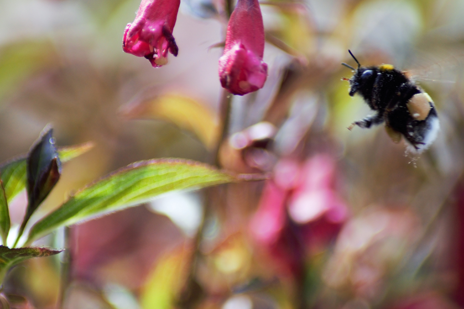 Fleißig wie die Bienen