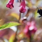 Fleißig wie die Bienen